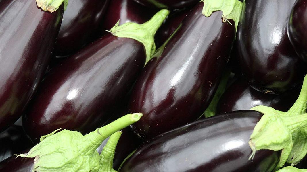 Aubergine