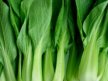 Pak Choi Pak Choi