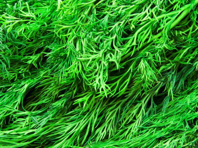 Dill