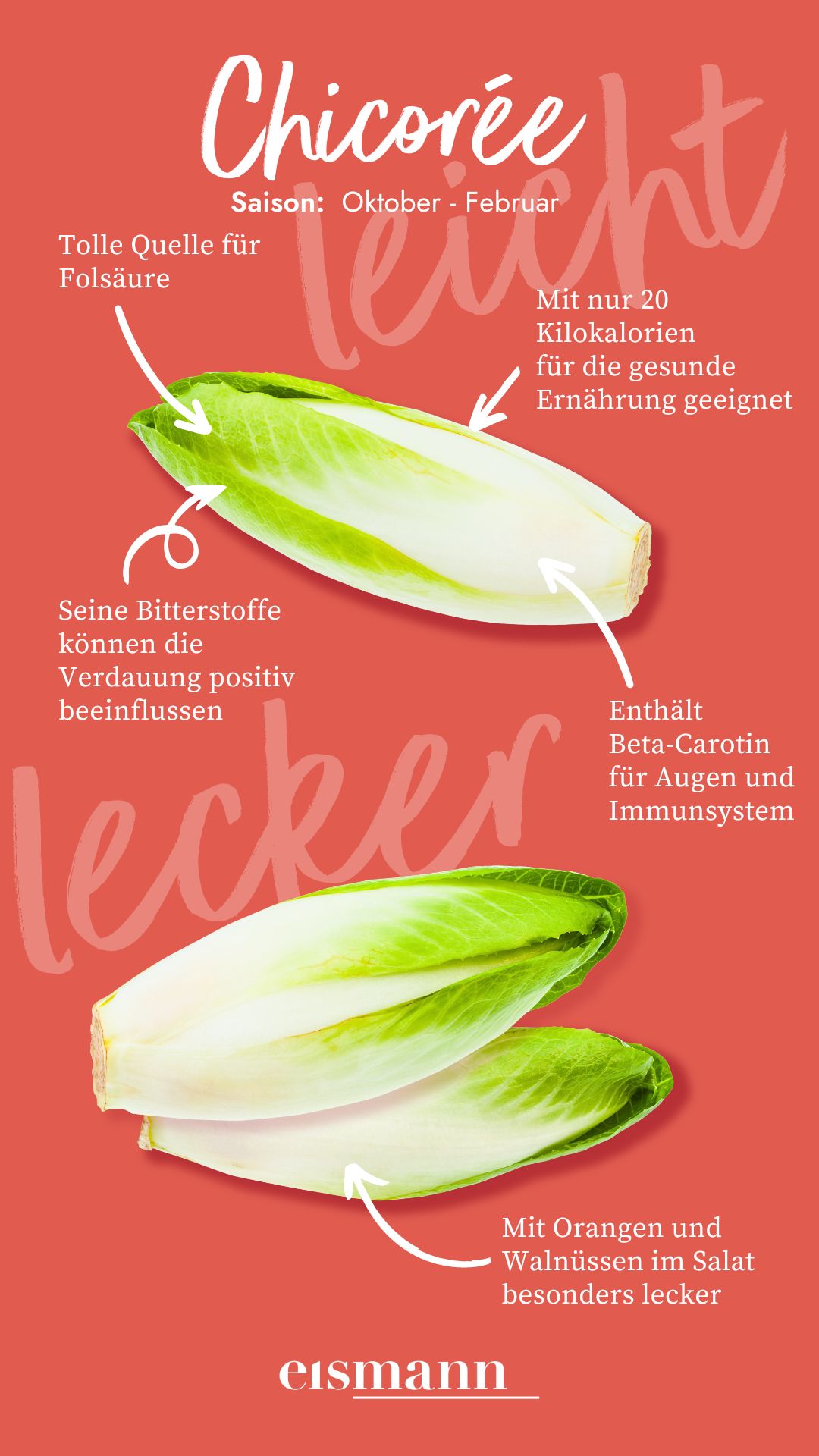 Chicorée Infografik